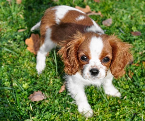 Dieta psa pod kontrolą specjalisty – kiedy warto skorzystać z konsultacji?